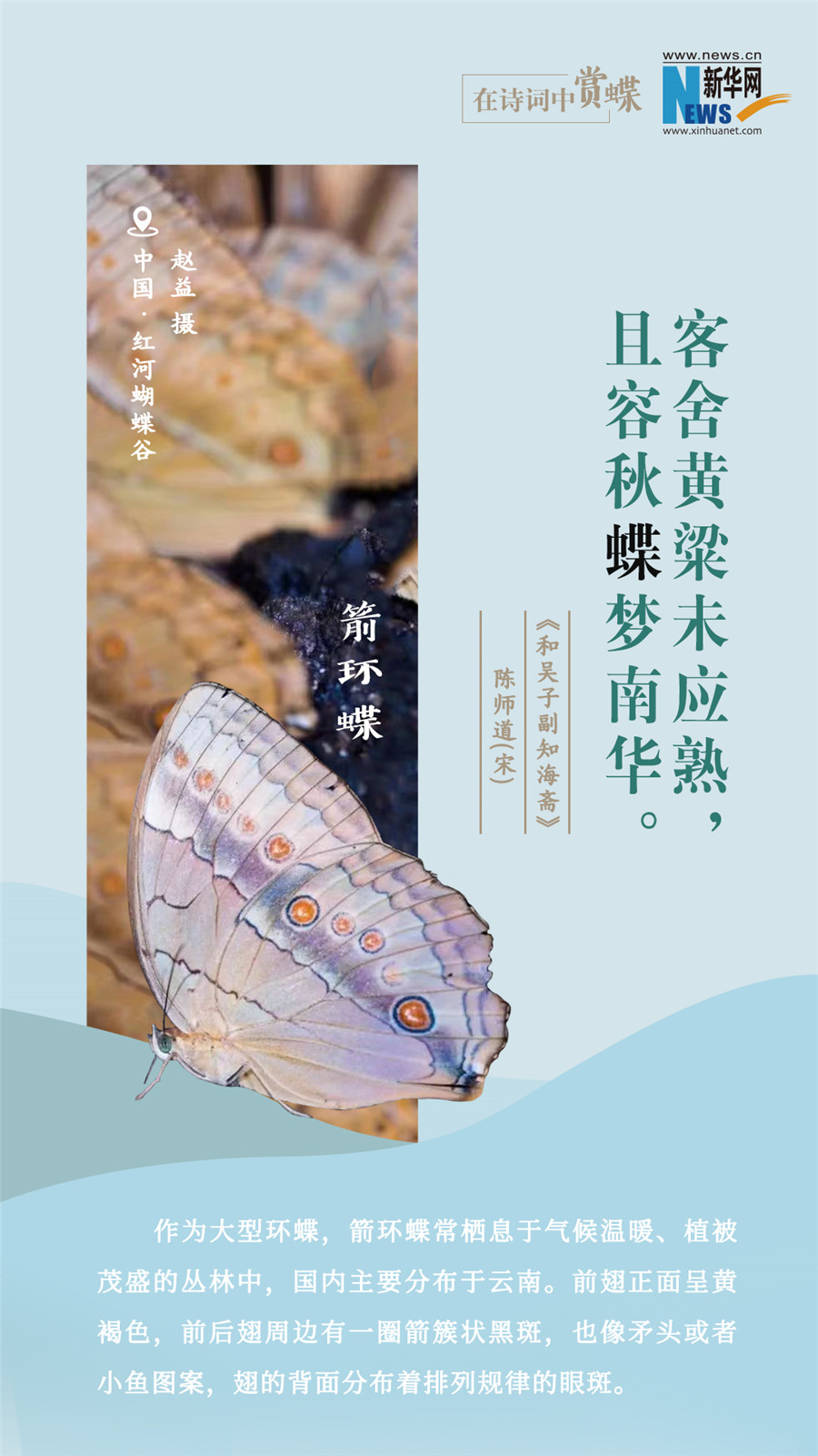 创意海报|在诗词中赏蝶：翩翩舞态 诗以咏蝶