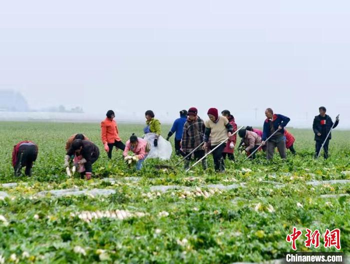 蔬菜基地工人正抢抓农时采收萝卜。　 汪泽民 摄