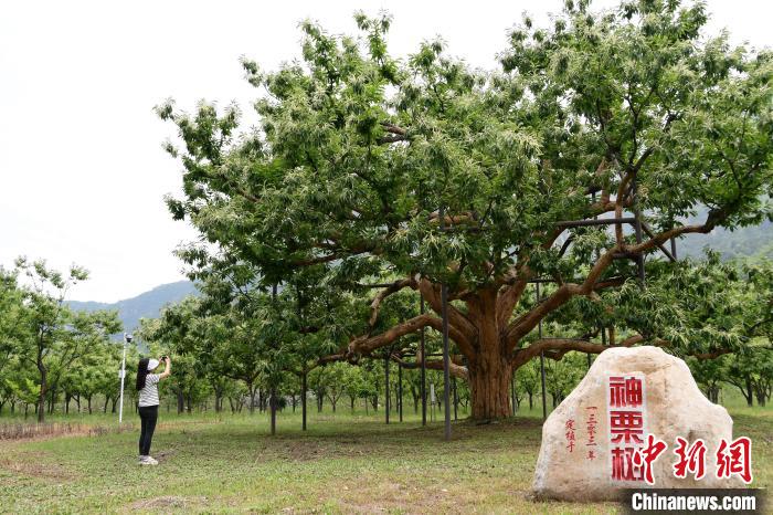 河北宽城：长城脚下千树万树“栗”花开