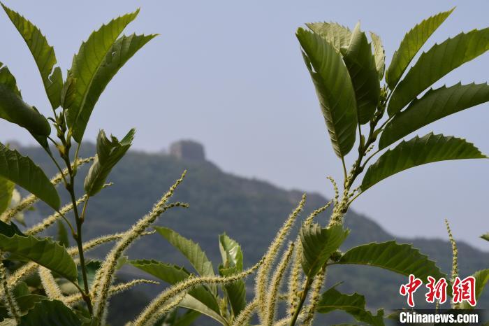 长城脚下，“栗”花盛开。　郝云崎 摄