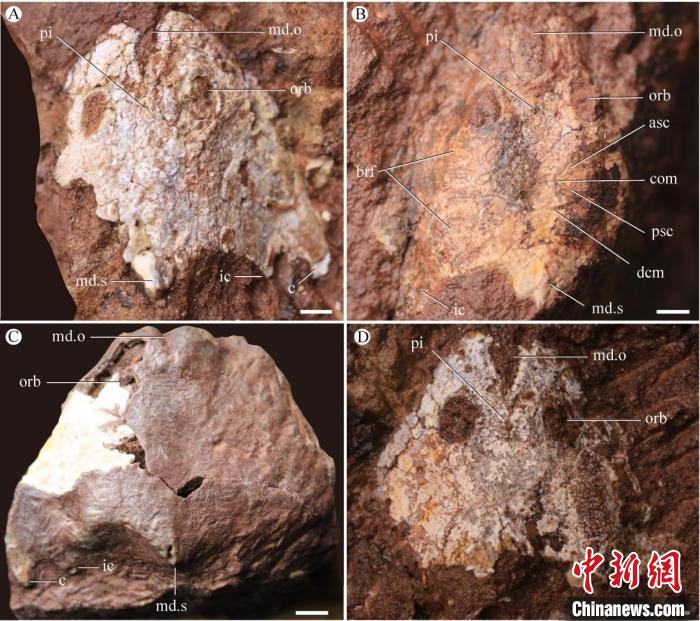 九江江夏鱼化石照片(盖志琨/摄)。　中科院古脊椎所 供图