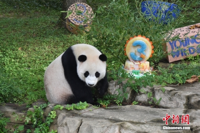 当地时间8月21日，旅美大熊猫幼崽“小奇迹”迎来3周岁生日。华盛顿国家动物园给“小奇迹”举办了“生日派对”，众多游客前来给“小奇迹”庆生。<a target='_blank' href='/'><p  align=