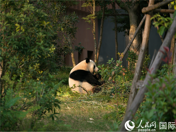 大熊猫在进食。人民网记者杨烁壁摄