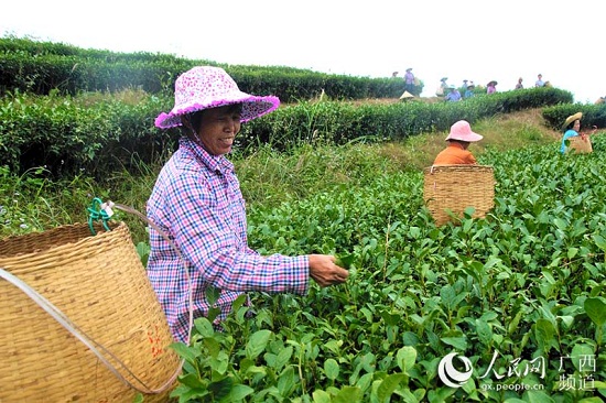 信良村茶叶种植基地里，妇女们在忙着采摘茶叶