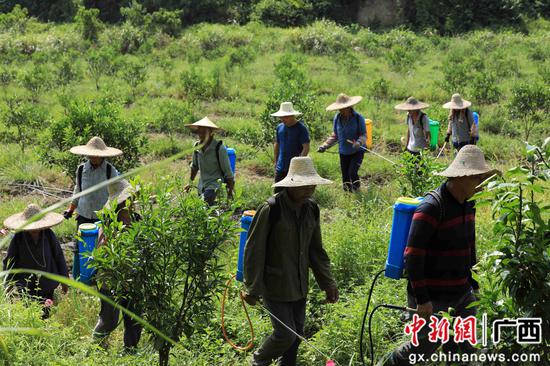 8月18日，在广西柳州市融安县大良镇古兰村古兰屯，村民在金桔基地打药。谭凯兴 摄