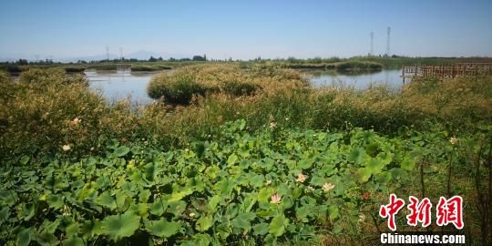 图为祁连山雪水“滋润”形成的张掖湿地。　魏建军 摄