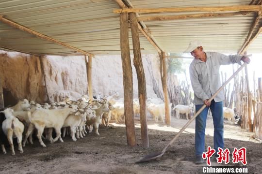 马换学正在清理羊圈。　盘小美 摄