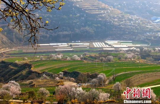 甘肃省庆阳市西峰区显胜乡蒲河川区，景色宜人，桃杏争艳，漫山繁华。　盘小美 摄