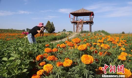 游客在万寿菊种植基地赏花拍照。　盘小美 摄