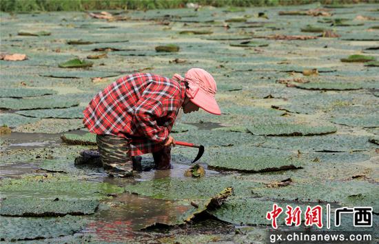 8月16日，广西柳州市融安县东起乡良村村芡实种植户在采收芡实。谭凯兴 摄