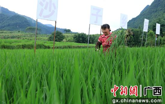 6月18日，在广西柳州市融安县沙子乡沙子村，一位村民在田间摘除杂草。（覃庆和 摄）