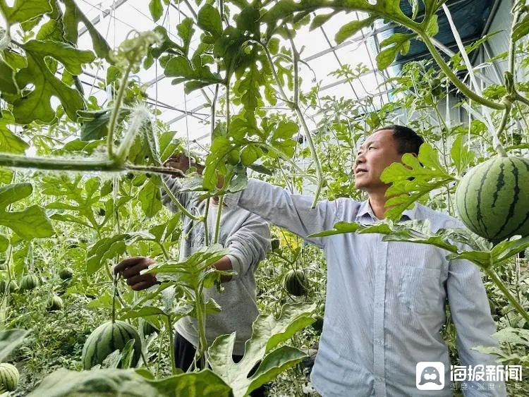 西瓜、蓝莓、草莓上高原！山东潍坊援藏组因地制宜打造特色蔬菜发展中心