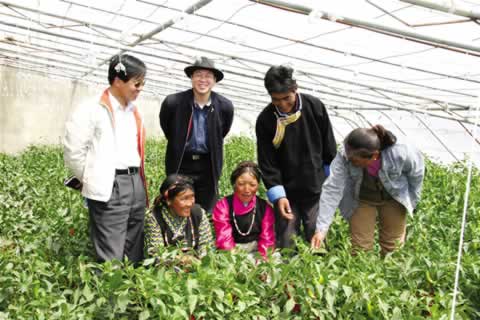 农民技术员在大棚里传授蔬菜种植技术