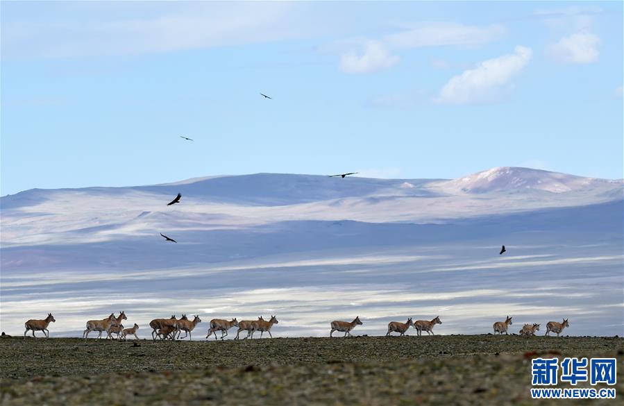 （环境）（2）羌塘自然保护区：悠闲的藏羚羊