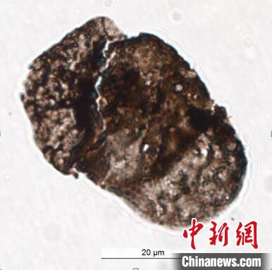 中外科研人员通过“防晒霜”揭秘2.52亿年前生物大灭绝