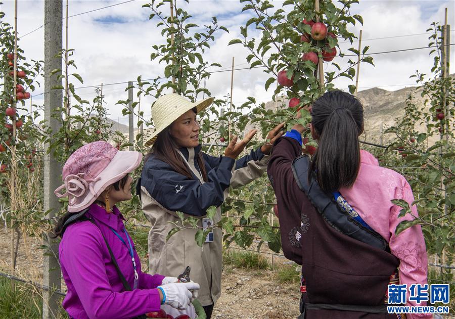（社会）（1）西藏山南：生态搬迁点迎来苹果丰收