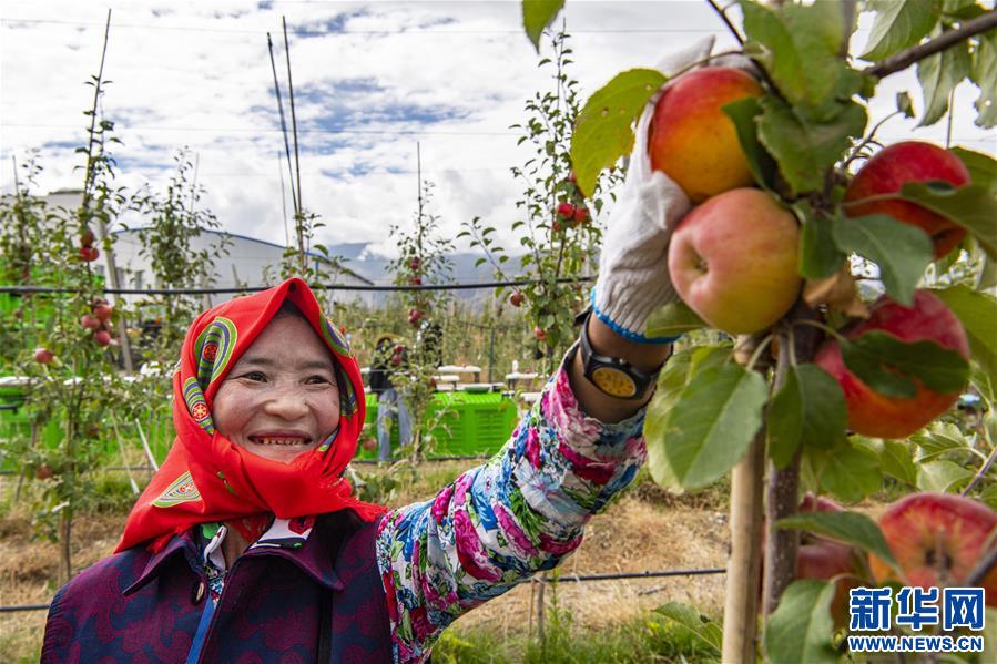 （社会）（2）西藏山南：生态搬迁点迎来苹果丰收