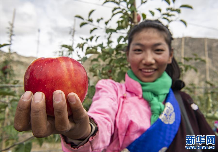 （社会）（4）西藏山南：生态搬迁点迎来苹果丰收