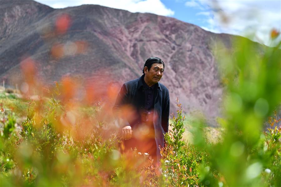 （西藏昌都解放70周年·图文互动）（1）“我有一个植树梦”——扎西旺堆和他的“绿色家园”