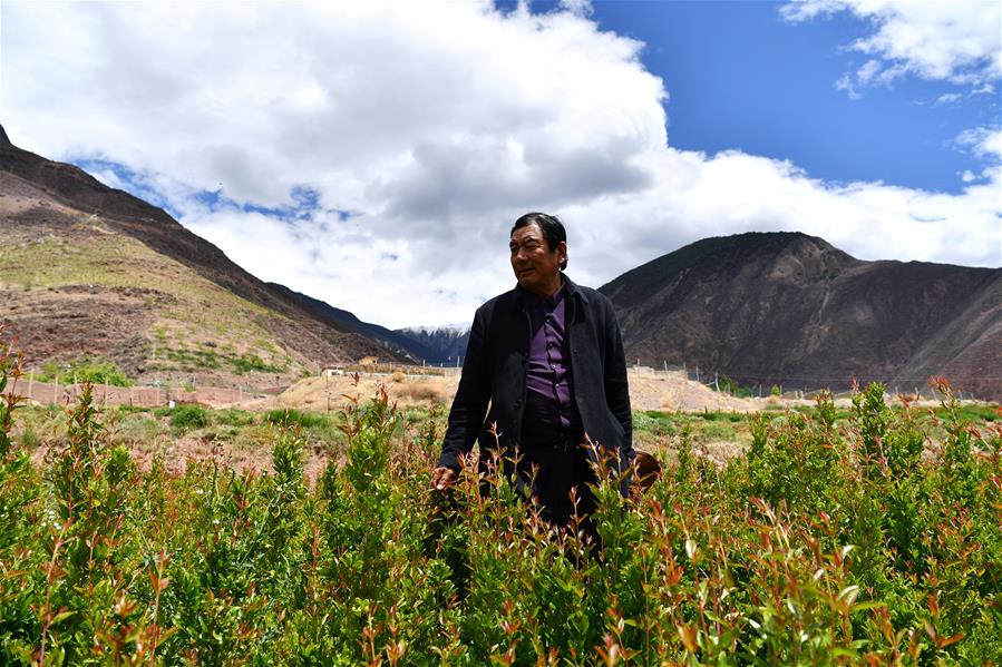 （西藏昌都解放70周年·图文互动）（4）“我有一个植树梦”——扎西旺堆和他的“绿色家园”