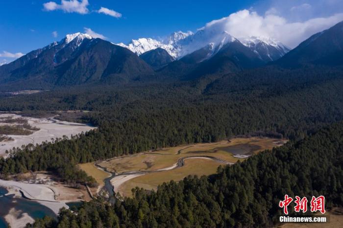 资料图：西藏岗云杉林与远处的雪峰。 何蓬磊 摄