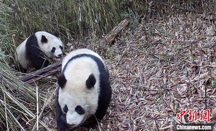 四川宝兴：蜂桶寨保护区两只野生大熊猫同框出镜