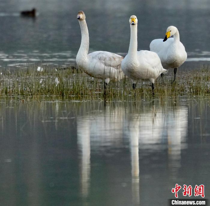 图为三只大天鹅。　李玉峰 摄