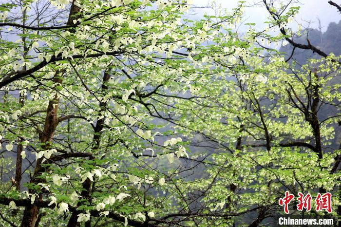 珙桐是1000万年前新生代第三纪留下的孑遗植物，中国特有的树种，是国家一级濒危保护野生植物。　吕杨 摄