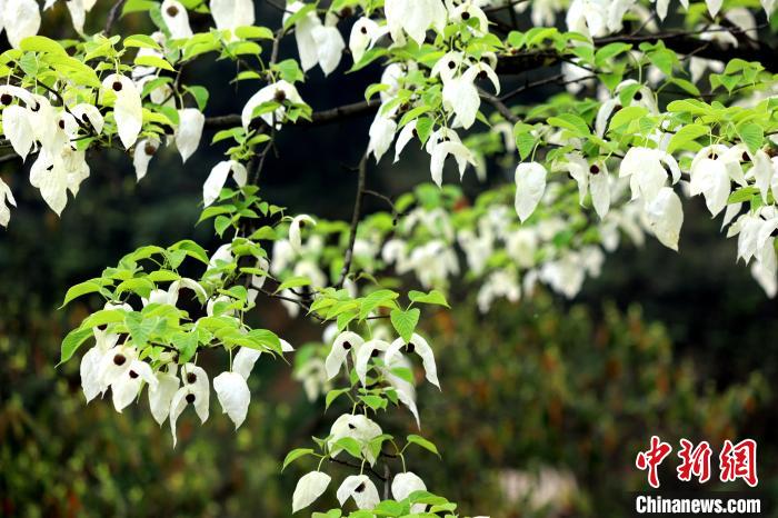 珙桐树含芳吐艳，其白色的花形如飞鸽展翅，整树犹如群鸽栖息，被称为“鸽子花”。　吕杨 摄