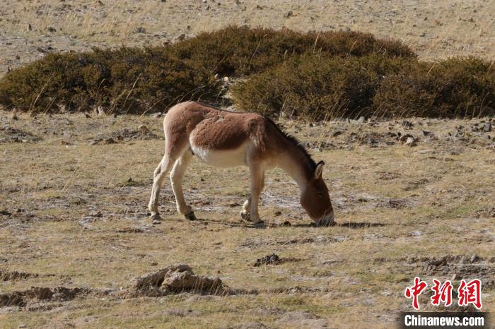西藏阿里：219国道旁的藏野驴