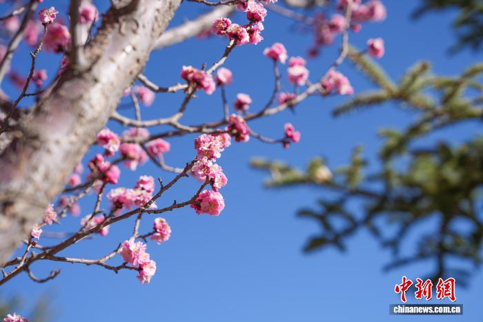 西藏拉萨:桃花盛开春意浓市民乐享高原春光