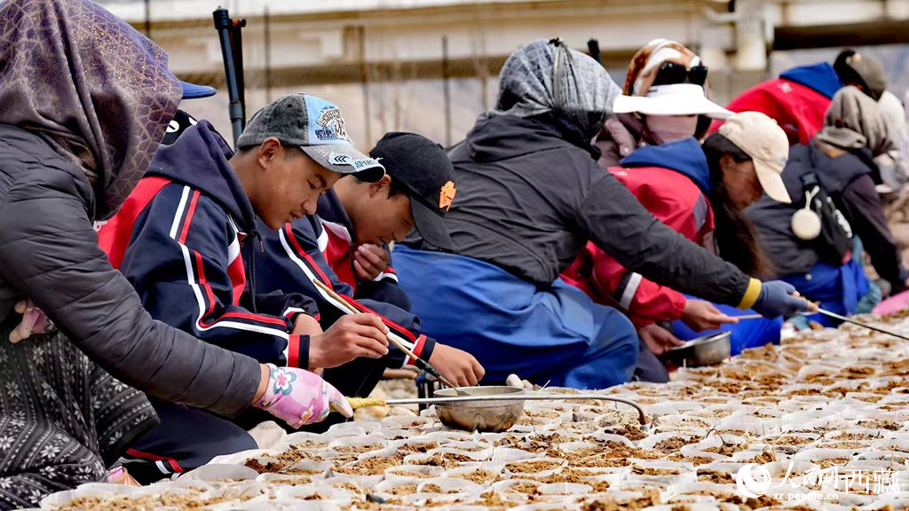 西藏定日：思政课“搬”进育苗基地【2】