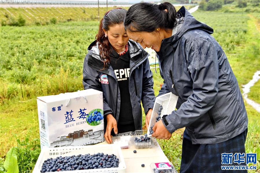 （走向我们的小康生活）（2）西藏林芝：“家门口”种蓝莓增收