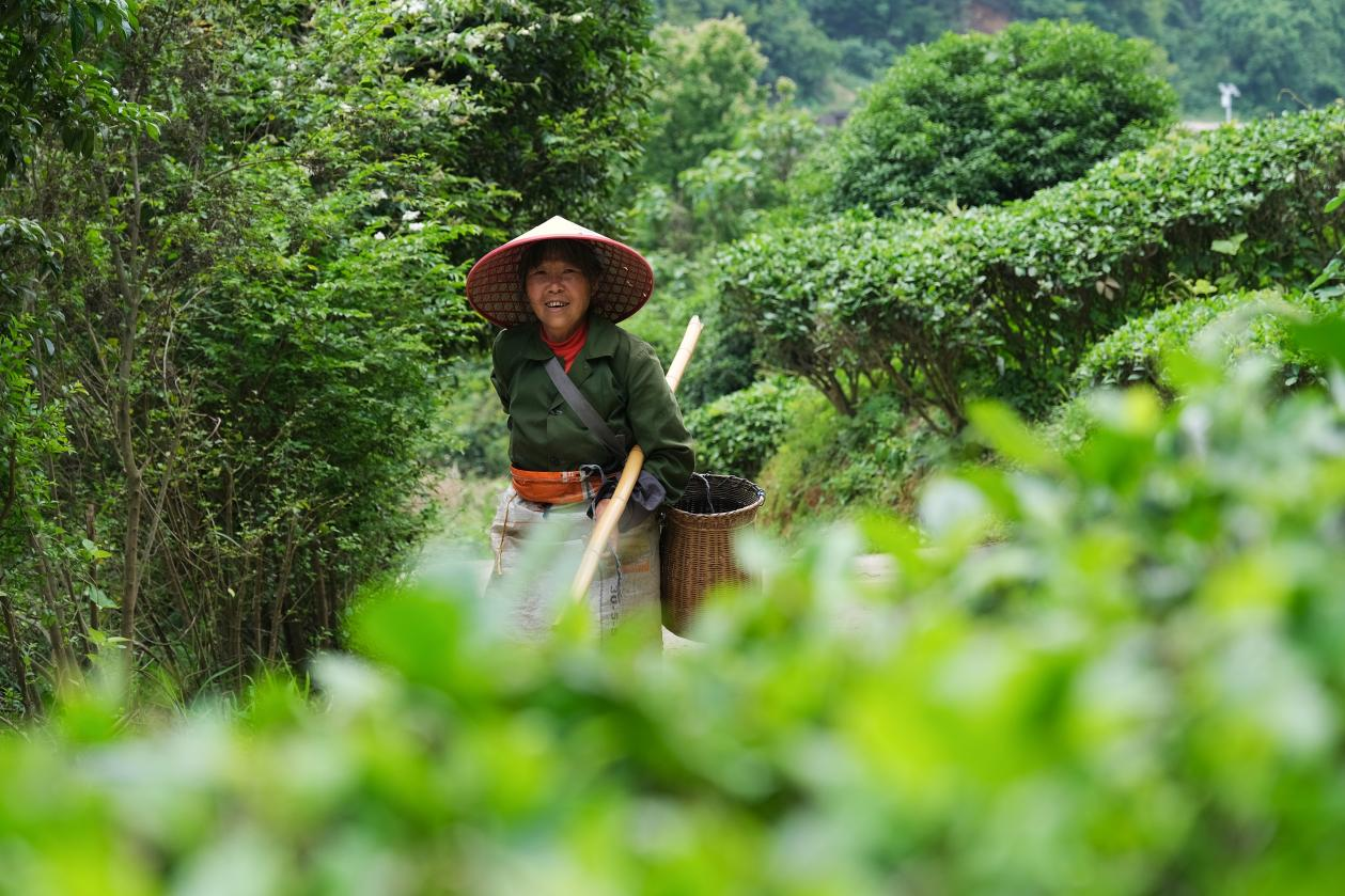 2024年4月24日，湖南省衡阳市耒阳市龙塘镇江头贡茶叶种植专业合作社，村民在茶山采摘茶叶，实现了家门口就业。