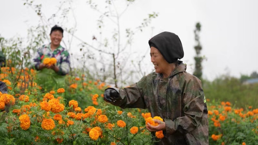 泸定绿色生态的自然馈赠，吸引着各地游客。泸定县委宣传部供图