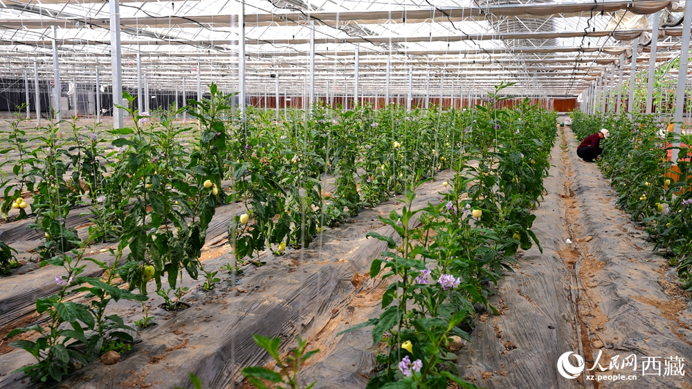温室大棚内，一排排植株长势喜人，黄绿相间的果实挂满枝头。人民网记者 吴雨仁摄