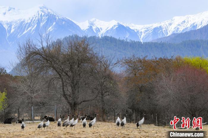 西藏林芝：黑颈鹤与雪山桃花共绘生态画卷