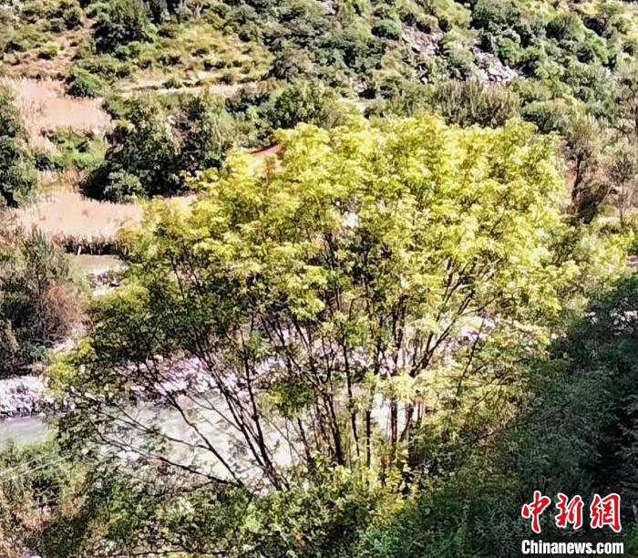 四川康定普沙绒境内发现珍稀濒危植物五小叶槭