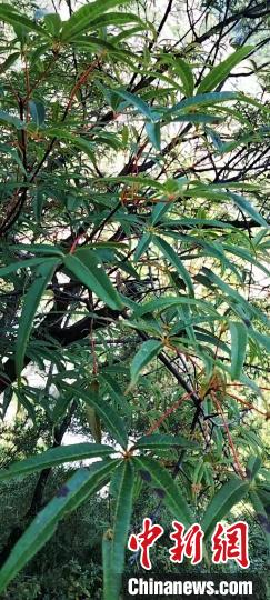 被称为植物界“大熊猫”的五小叶槭植物。　康定市委宣传部供图