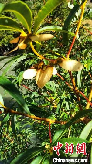 康定沙绒乡境内发现的五小叶槭植物。　康定市委宣传部供图