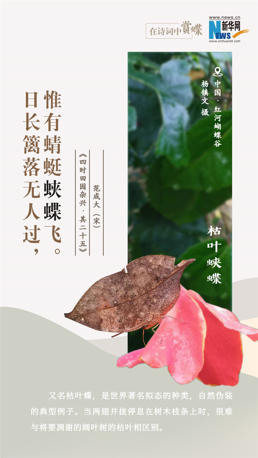 创意海报|在诗词中赏蝶：翩翩舞态 诗以咏蝶