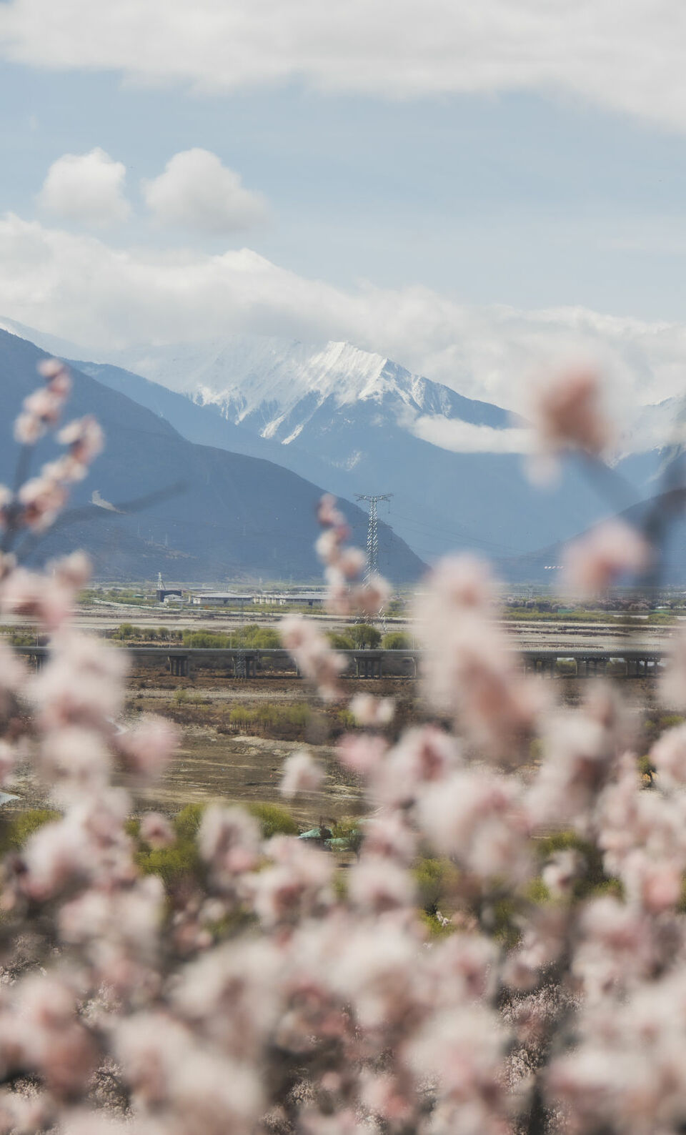 文旅新探｜西藏林芝桃花行