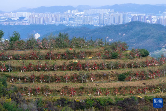 【高质量发展看陕西】“上天”的延安苹果，蕴藏哪些新质生产力