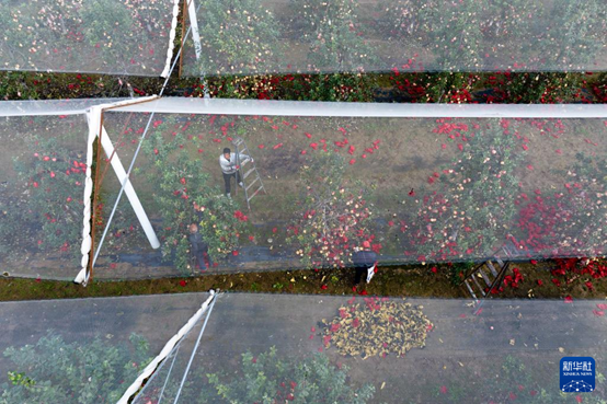 【高质量发展看陕西】“上天”的延安苹果，蕴藏哪些新质生产力