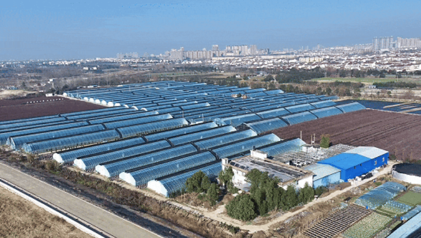 洋县东联村蓝莓基地航拍。洋县融媒体供图