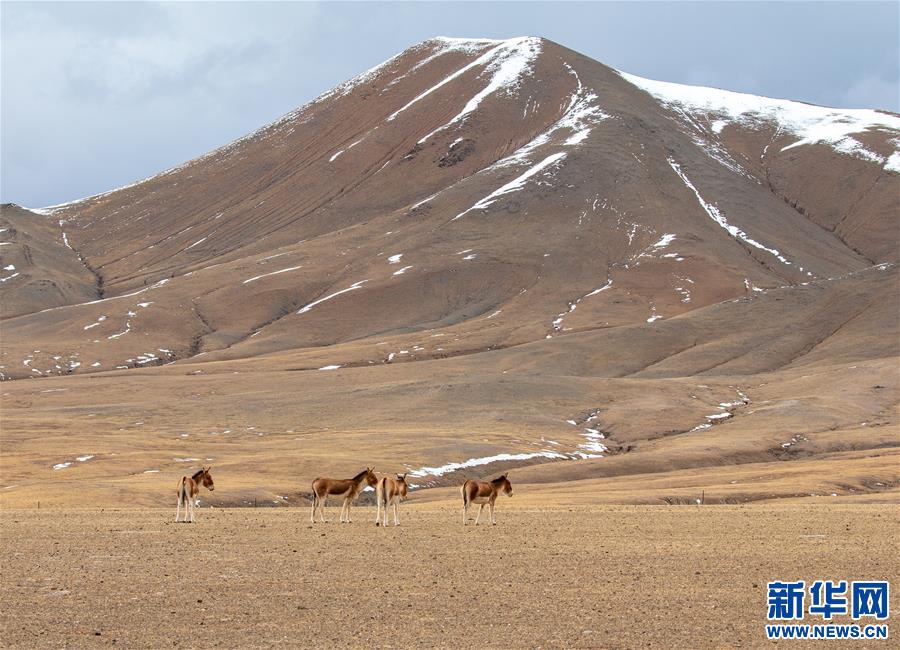 （环境）（6）藏北高原的美丽生灵