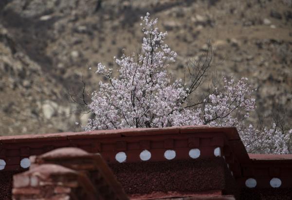 西藏：山寺桃花