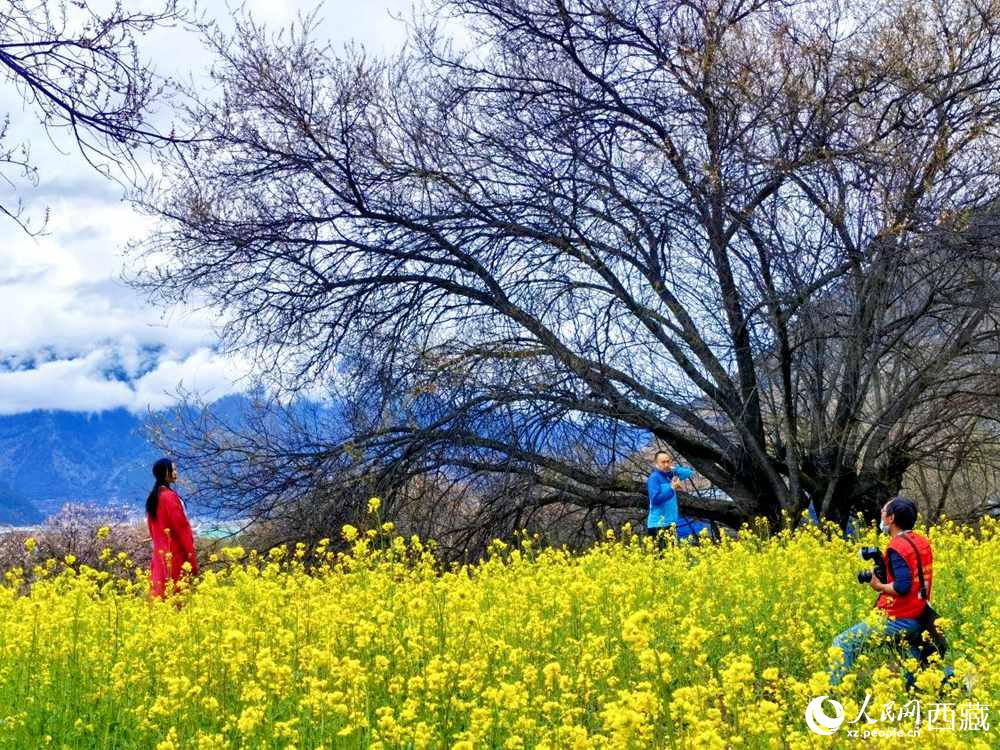 游客在桃花下拍照留念。人民网 李海霞摄