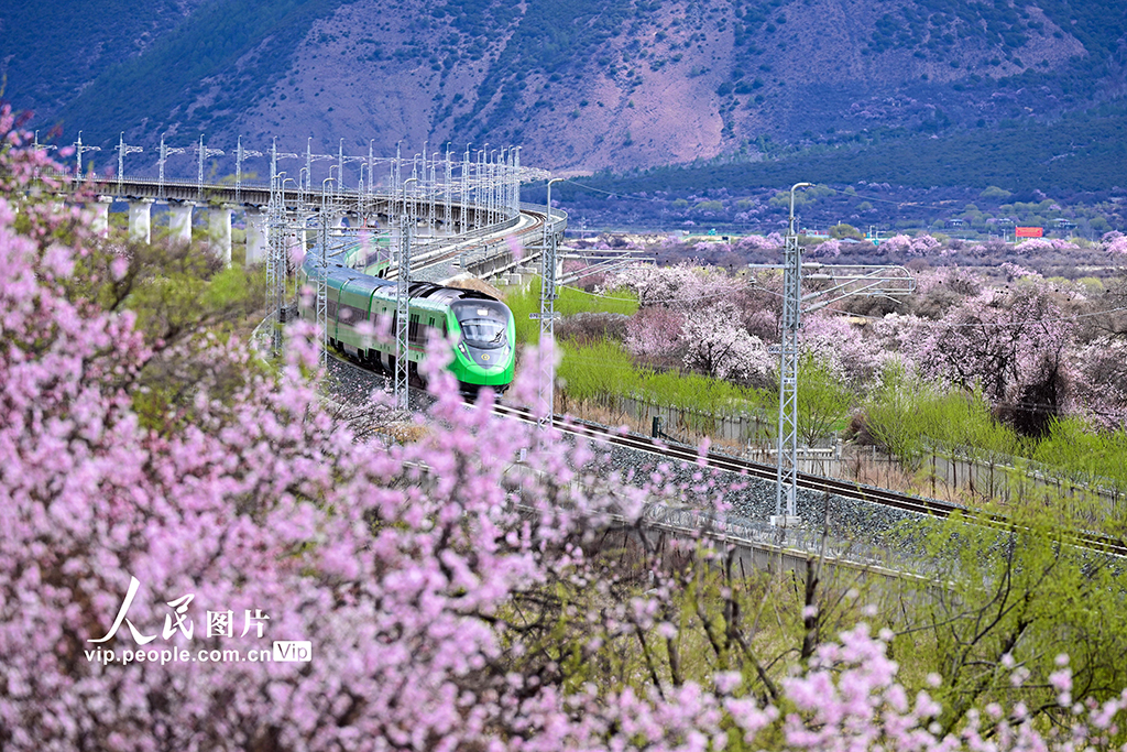 西藏林芝：雪域高原列车穿越花海【2】