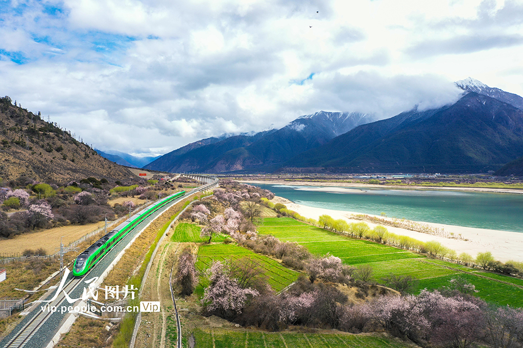 西藏林芝：雪域高原列车穿越花海【4】